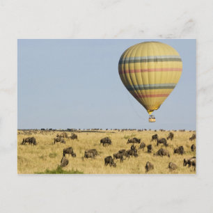Kenia, Masai Mara. Touristen fahren mit Heißluftba Postkarte
