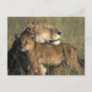 Kenia, Masai Mara Wildreservat, Löwin Postkarte