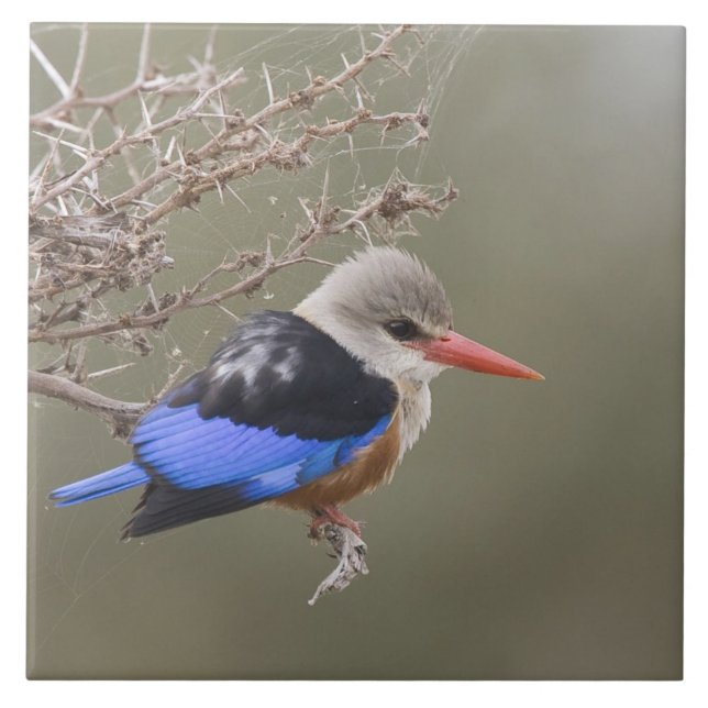 Kenia. Naher Graukopfenfischer Fliese (Vorderseite)