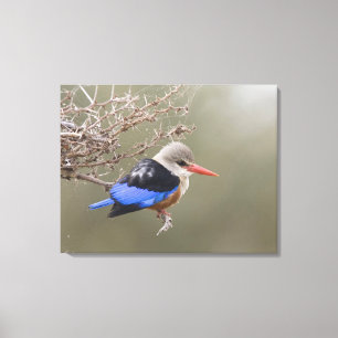 Kenia. Naher Graukopfenfischer Leinwanddruck