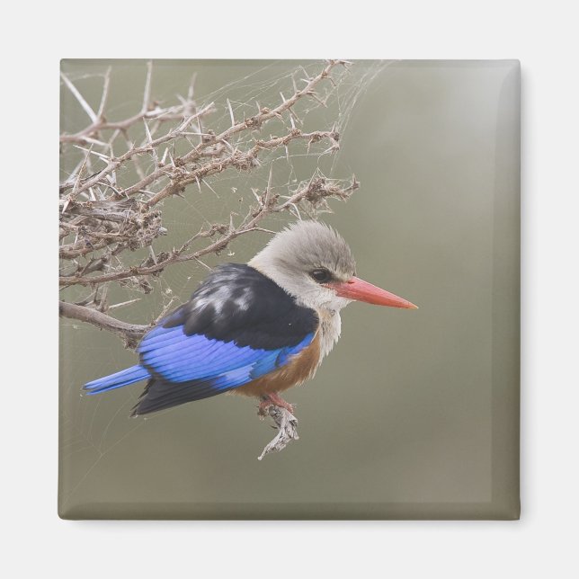 Kenia. Naher Graukopfenfischer Magnet (Vorne)