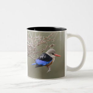 Kenia. Naher Graukopfenfischer Zweifarbige Tasse