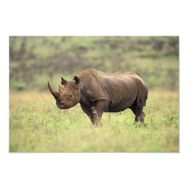 Kenia, Nairobi Nationalpark. Rhinoceros Fotodruck (Vorne)