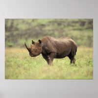 Kenia, Nairobi Nationalpark. Rhinoceros