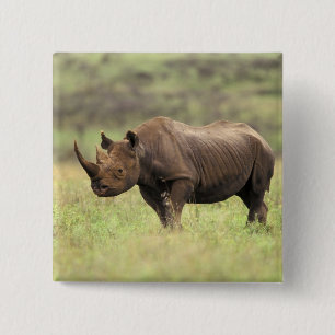 Kenia, Nairobi Nationalpark. Schwarzes Nashorn Button