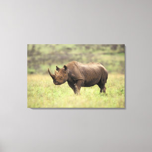 Kenia, Nairobi Nationalpark. Schwarzes Nashorn Leinwanddruck