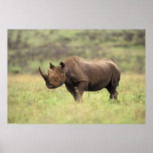 Kenia, Nairobi Nationalpark. Schwarzes Nashorn Poster