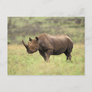 Kenia, Nairobi Nationalpark. Schwarzes Nashorn Postkarte