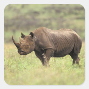 Kenia, Nairobi Nationalpark. Schwarzes Nashorn Quadratischer Aufkleber