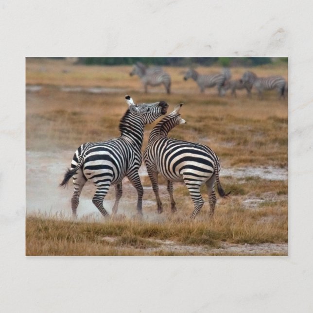 Kenia - Nairobi - Zebras im Amboseli-Nationalpark Postkarte (Vorderseite)