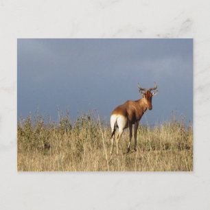 Kenia - Nationalpark Nairobi Postkarte