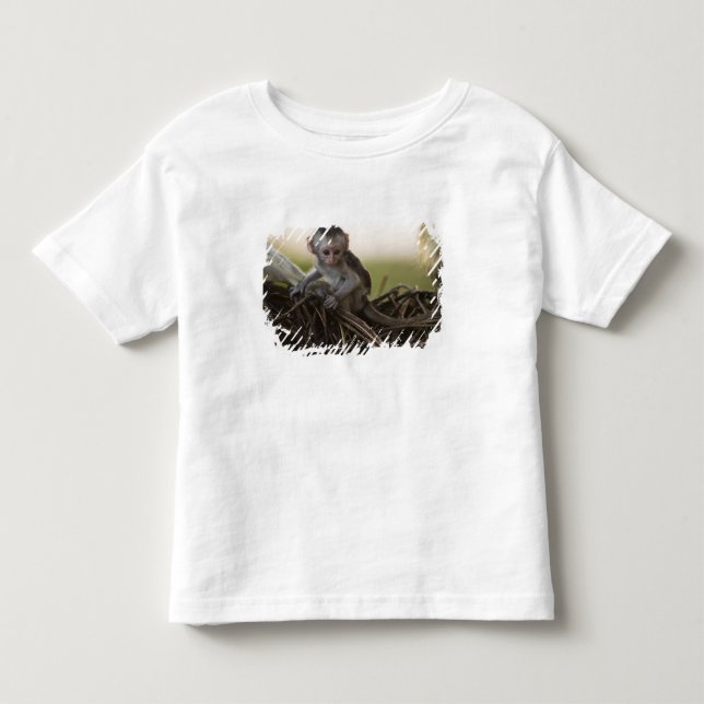 Kenia, Samburu Game Reserve. Vervet Monkey Kleinkind T-shirt (Vorderseite)