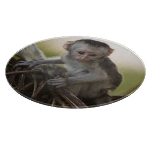 Kenia, Samburu Game Reserve. Vervet Monkey Schneidebrett
