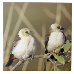 Kenia, Samburu-Nationalreservat Fliese