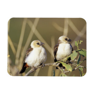 Kenia, Samburu-Nationalreservat Magnet