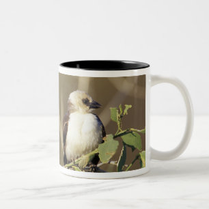 Kenia, Samburu-Nationalreservat Zweifarbige Tasse