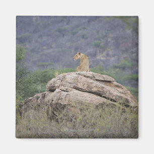 Kenia, Samburu Naturreservat, weiblicher Löwe an Magnet