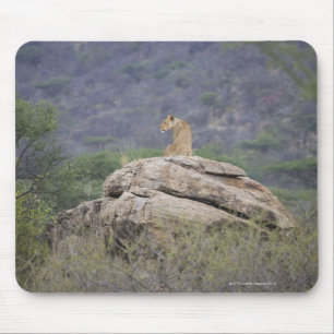 Kenia, Samburu Naturreservat, weiblicher Löwe an Mousepad