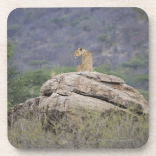 Kenia, Samburu Naturreservat, weiblicher Löwe an Untersetzer