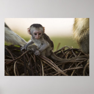 Kenia, Samburu-Wildreservat. Grüne Meerkatze Poster