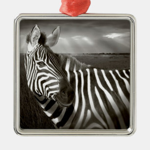 Kenia. Schwarz-Weiß von Zebra und Ebene. Silbernes Ornament