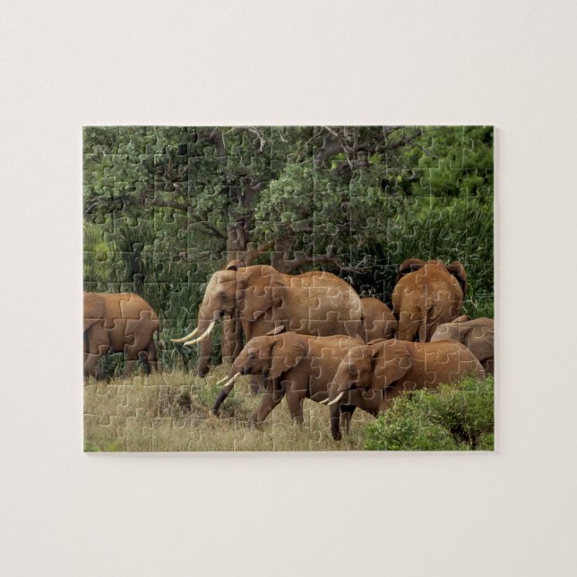 Kenia: Tsavo East National Park, Herde Afrikas (Horizontal)
