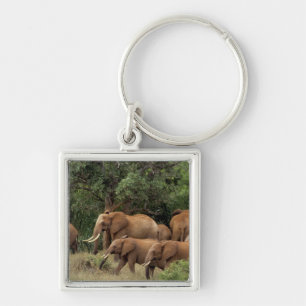 Kenia: Tsavo East National Park, Herde Afrikas Schlüsselanhänger
