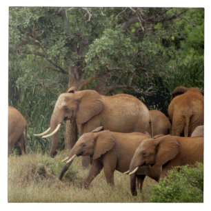 Kenia: Tsavo-East-Nationalpark, Herde Afrikanische Fliese