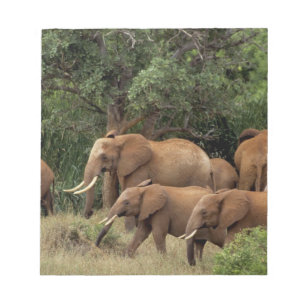 Kenia: Tsavo-East-Nationalpark, Herde Afrikanische Notizblock
