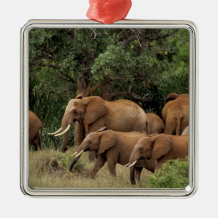 Kenia: Tsavo-East-Nationalpark, Herde Afrikanische Silbernes Ornament