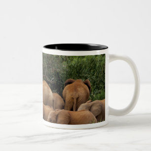 Kenia: Tsavo-East-Nationalpark, Herde Afrikanische Zweifarbige Tasse