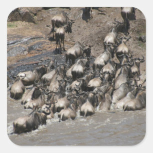 Keniawildebeest Quadratischer Aufkleber