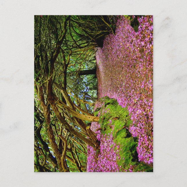 Kenmare Fairy Road Postkarte (Vorderseite)