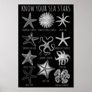 Kennen Sie Ihre Seesterne - Starfish Groups Poster