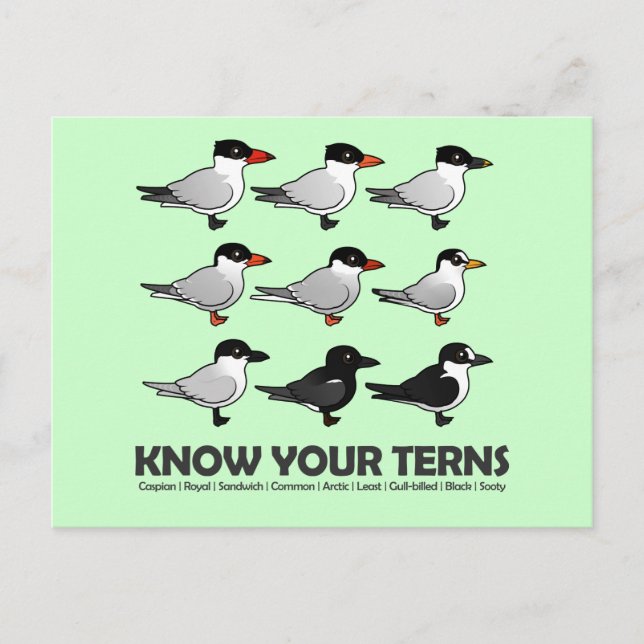 Kennen Sie Ihre Terns Postkarte (Vorderseite)