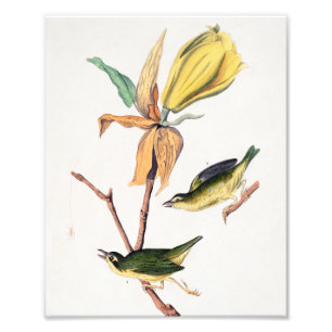 Kentucky-Fliegenschnäpper-Warbler-Vögel-Illustrati Fotodruck