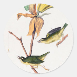 Kentucky-Fliegenschnäpper-Warbler-Vögel-Illustrati Runder Aufkleber