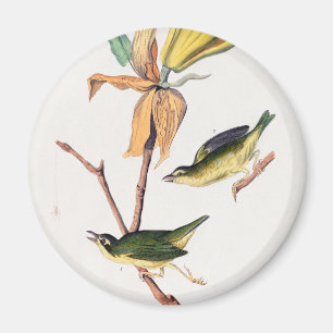 Kentucky Fly fing Warbler Birds Illustration Magnet
