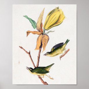 Kentucky Fly fing Warbler Birds Illustration Poster