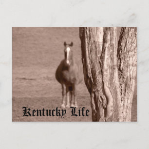 Kentucky Life Postkarte