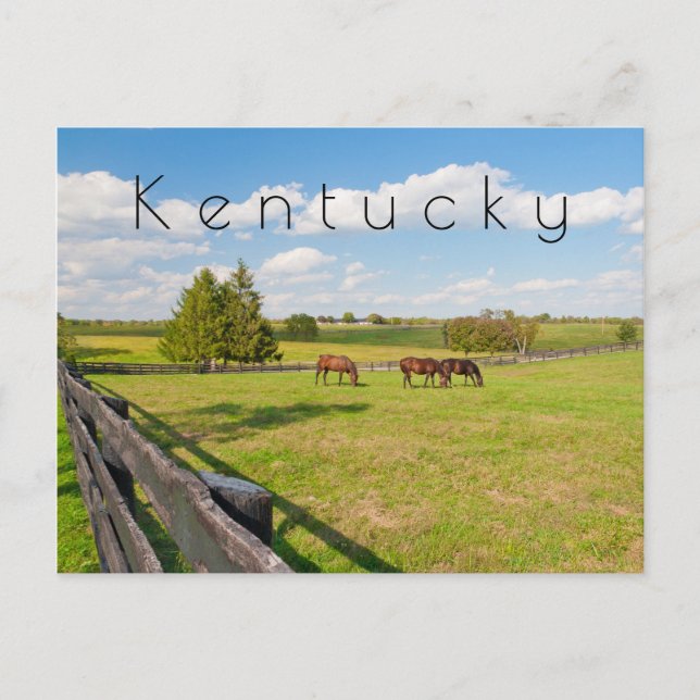 Kentucky Postcard, Pferde auf Pferdefarm Postkarte (Vorderseite)