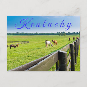 Kentucky Postcard. Pferde auf Pferdefarm. Postkarte