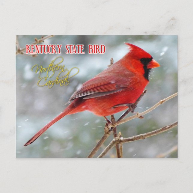 Kentucky Staat Bird - Nordlicher Kardinal Postkarte (Vorderseite)