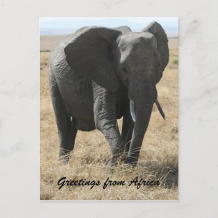 Kenya-Elefantengrüße Postkarte