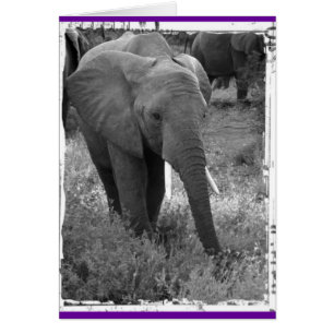 Kenya Elephant - Schwarz & Weiß
