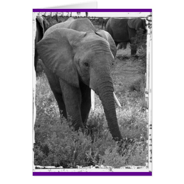 Kenya Elephant - Schwarz & Weiß (Vorne)