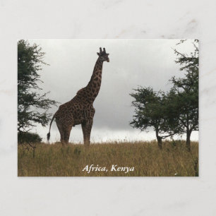Kenya-Giraffe in freier Wildbahn Postkarte