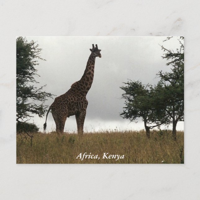 Kenya-Giraffe in freier Wildbahn Postkarte (Vorderseite)
