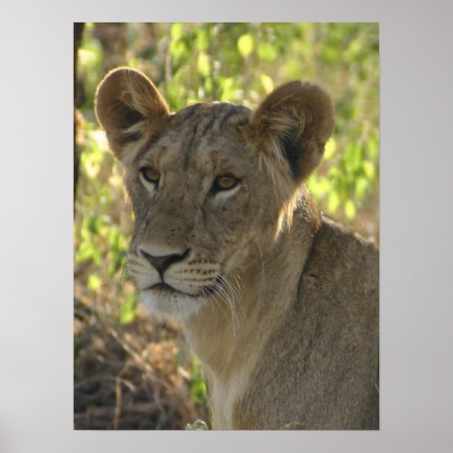KENYA Lioness auf Wache Poster (Vorne)