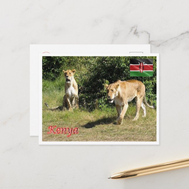 Kenya - Lionesses - Postkarte (Vorderseite/Rückseite Beispiel)